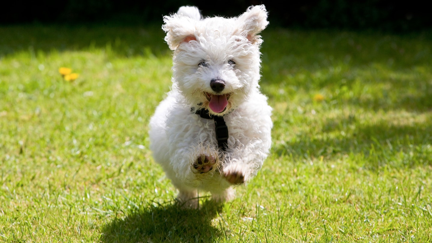 Bichon Frise dog running in garden