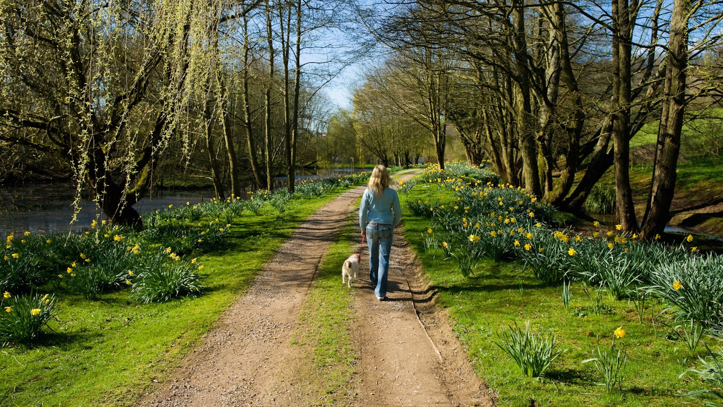 Lady Walking Dog Past Daffodils 