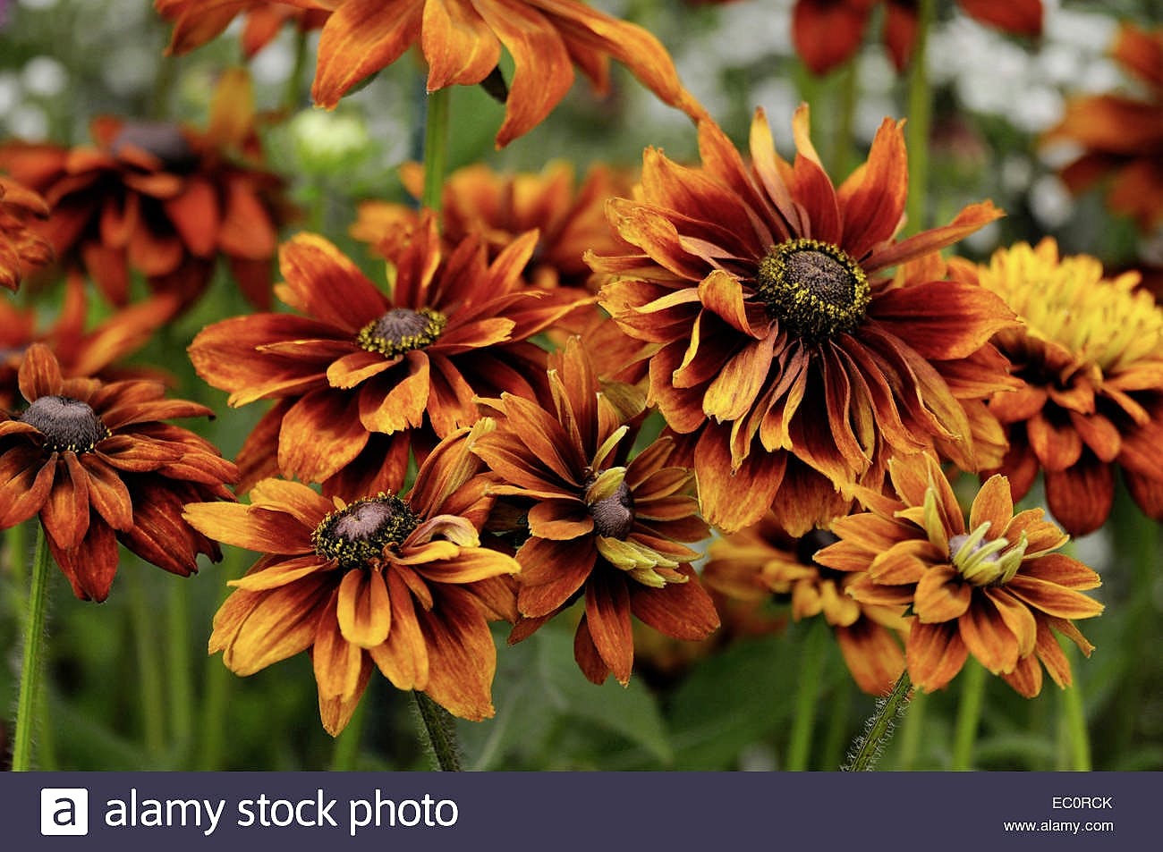 Rudbeckia flower deals