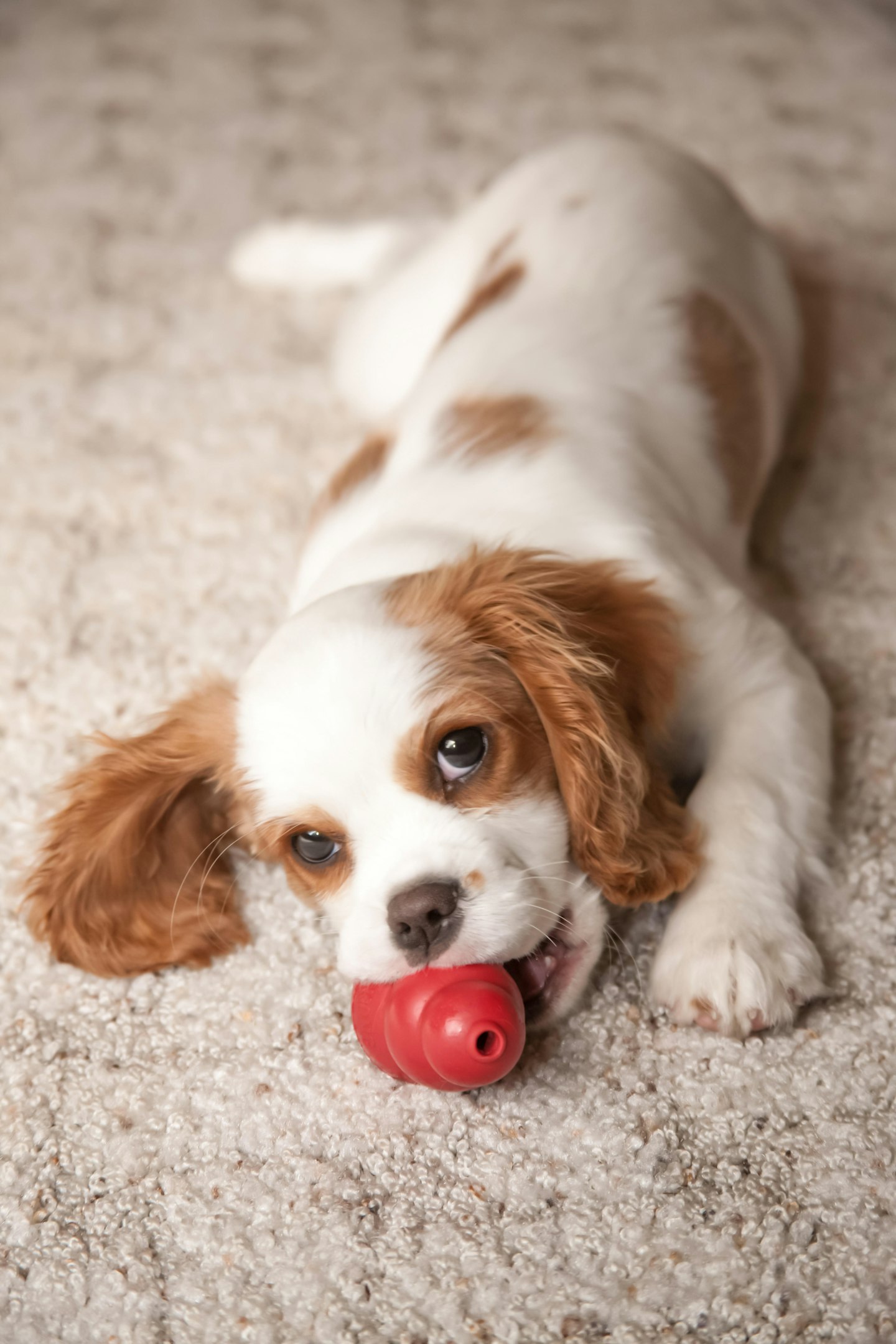 dog with toy