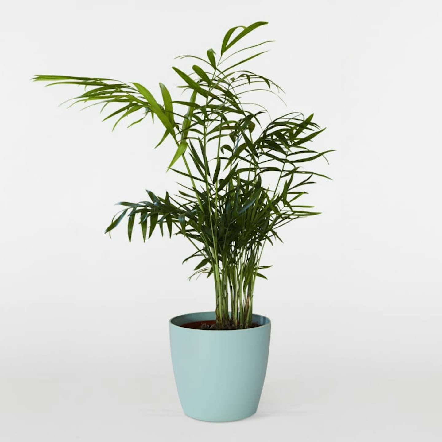 air-purifying-plants
