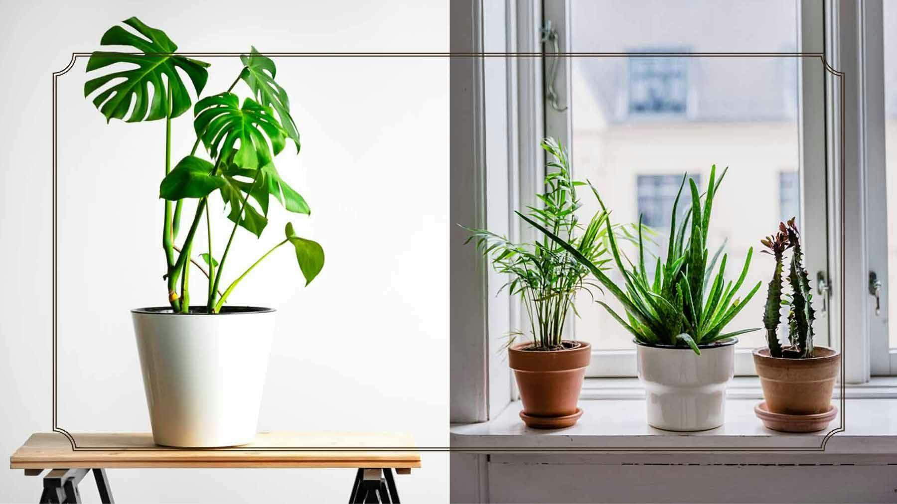 The best indoor plants