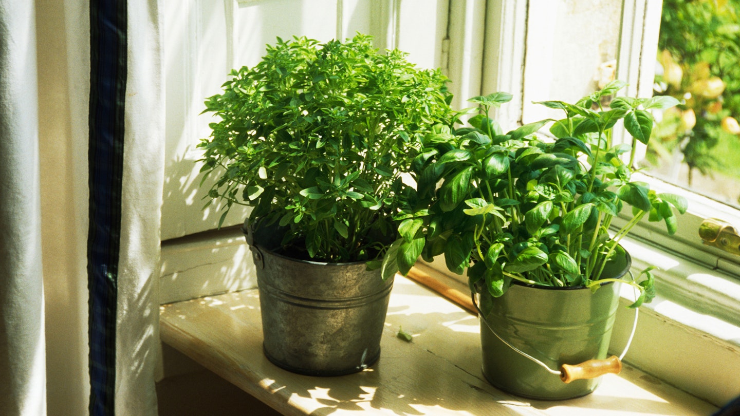 herbs on windowsill 