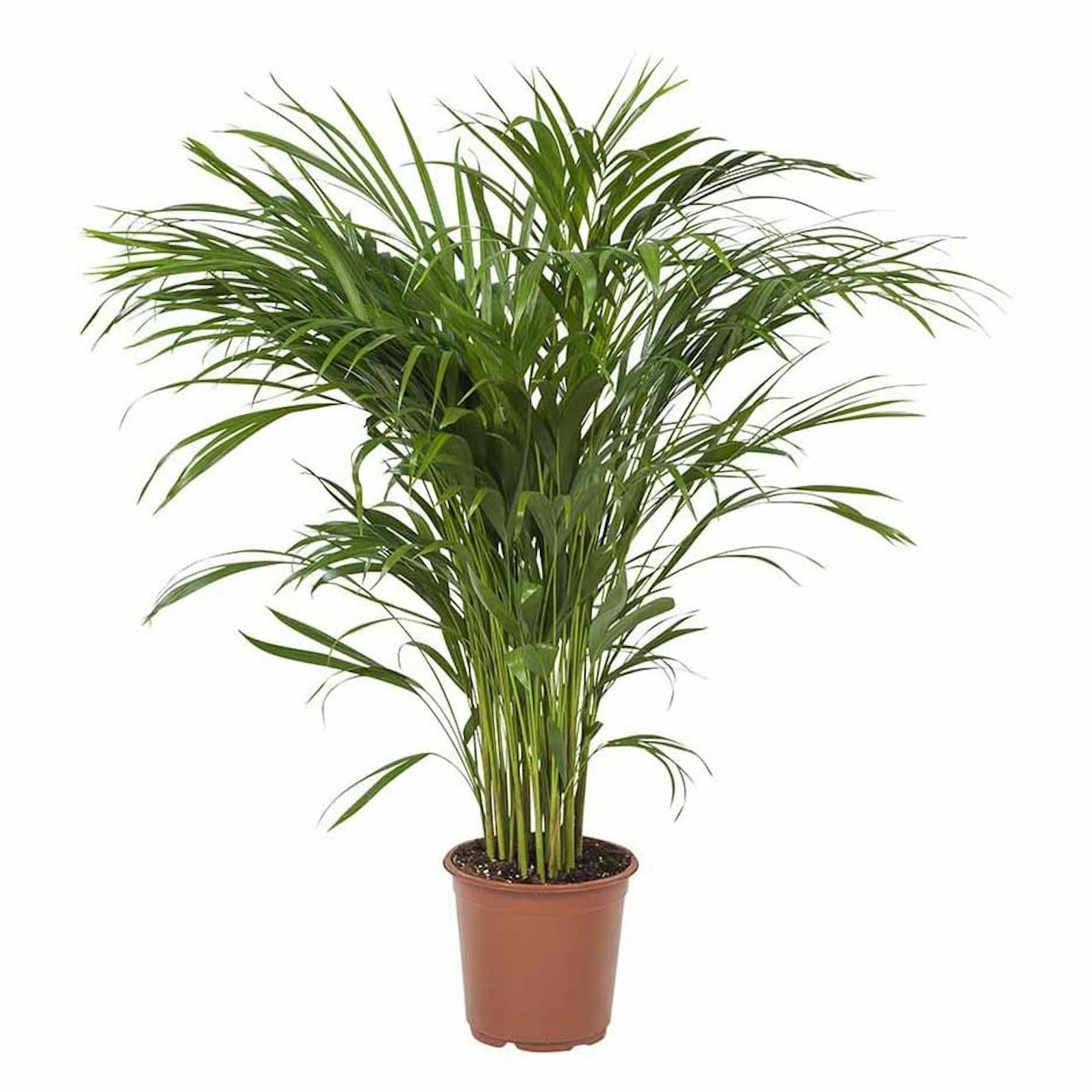 Palm Tree (Golden Cane Palm) - 90 cm Tall House Plant