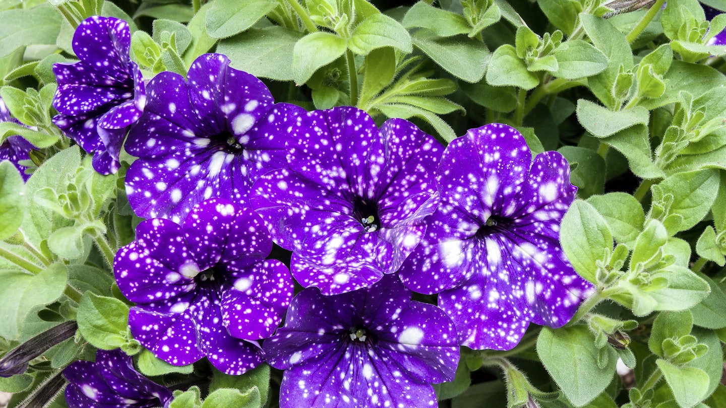 Purple and white spotted petunias