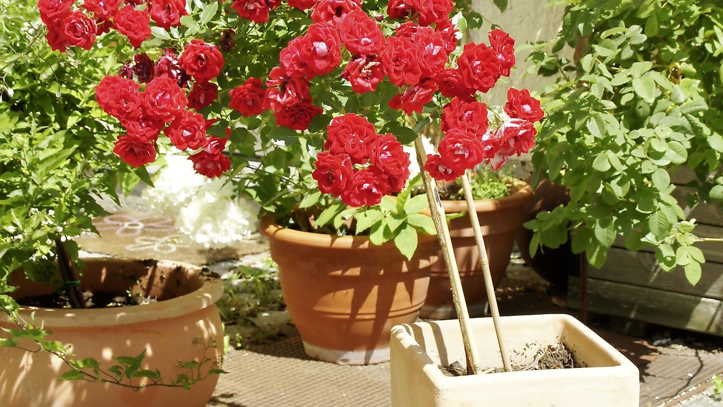 Red roses growing in a pot
