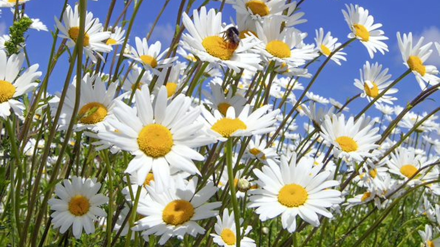 White and yellow daisies