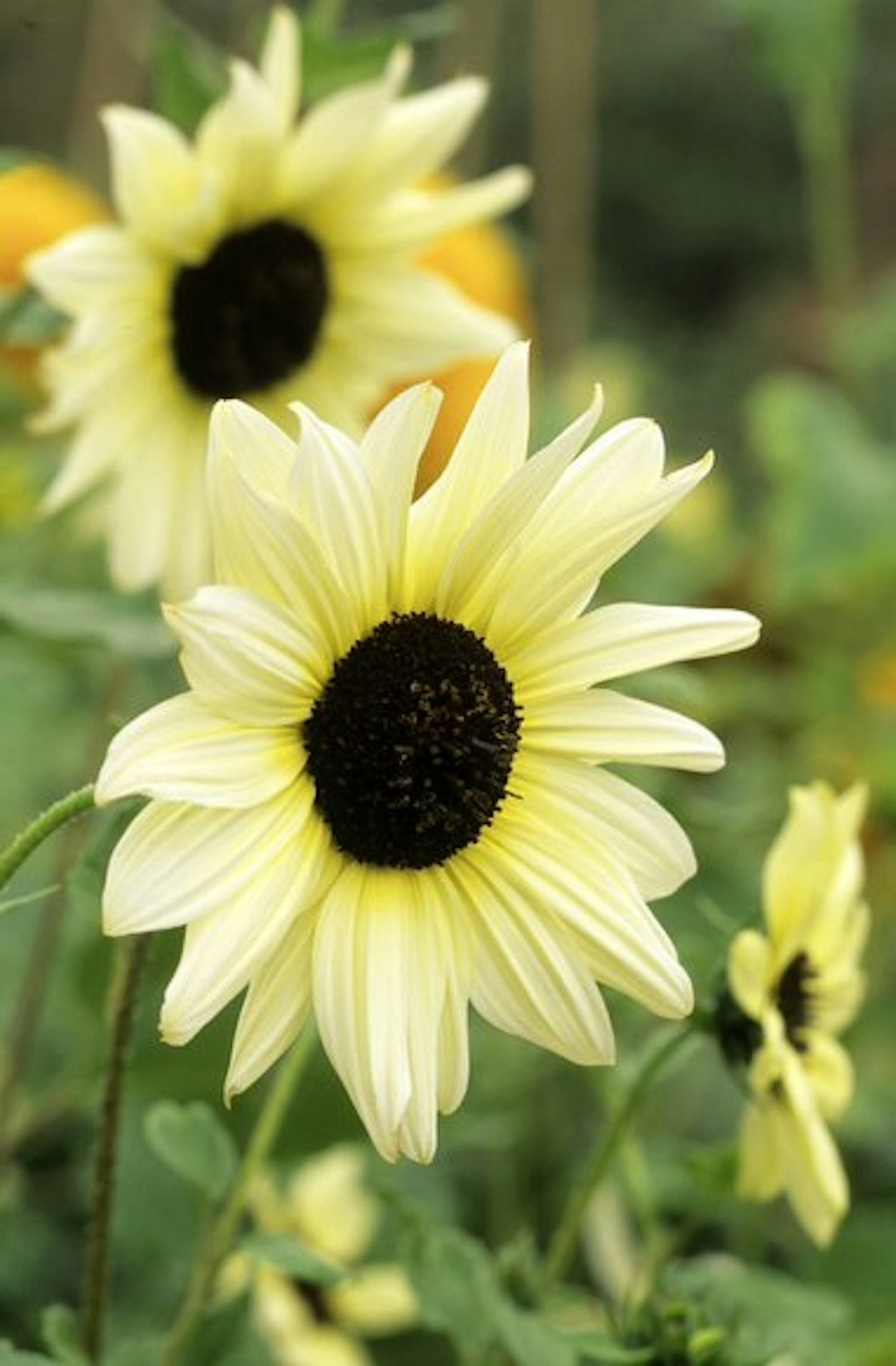 Pale yellow sunflower