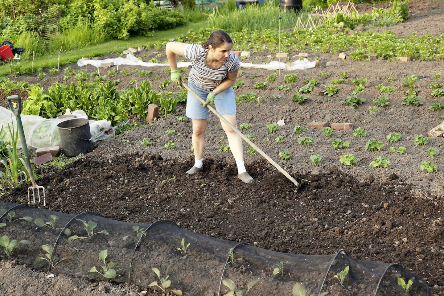 Woman digging soil for a vegetable patch