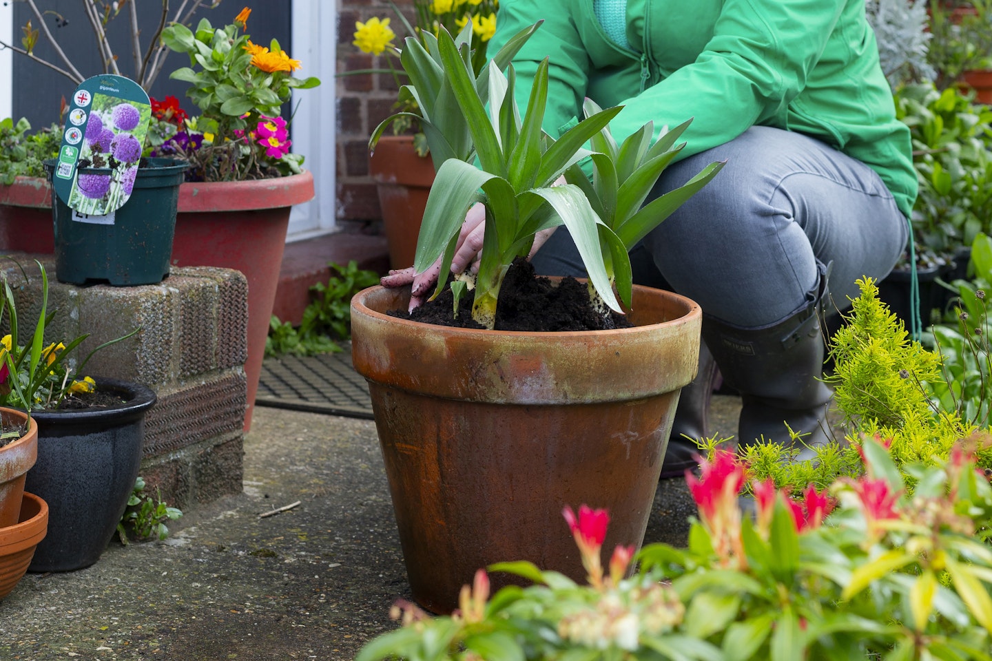 How To...Plant Potted Alliums 