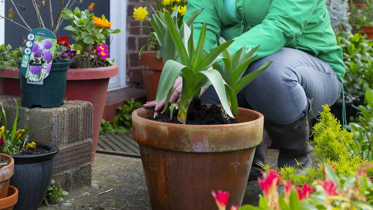 How To...Plant Potted Alliums 