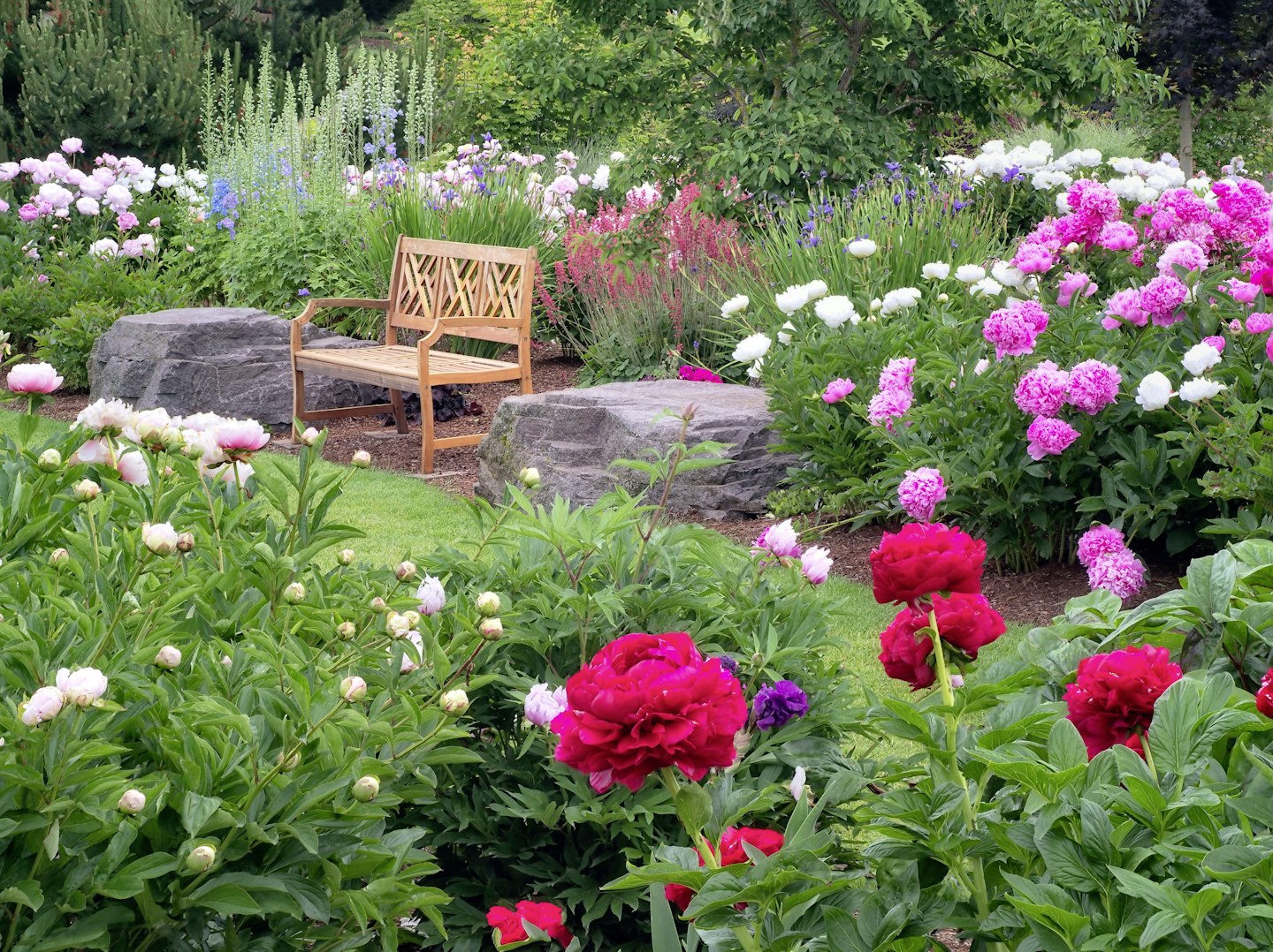 Peonies bring early summer joy to your garden