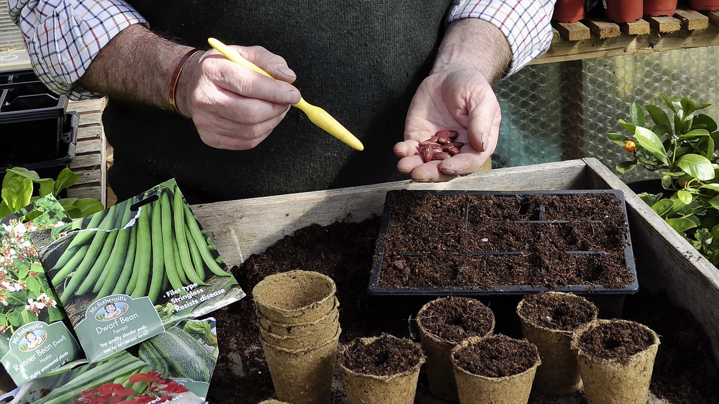 How to sow tender vegetables