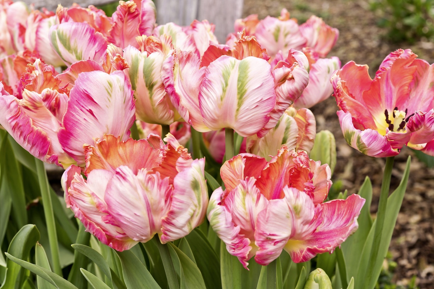 Parrot Tulips Add Some Garden Flamboyance 