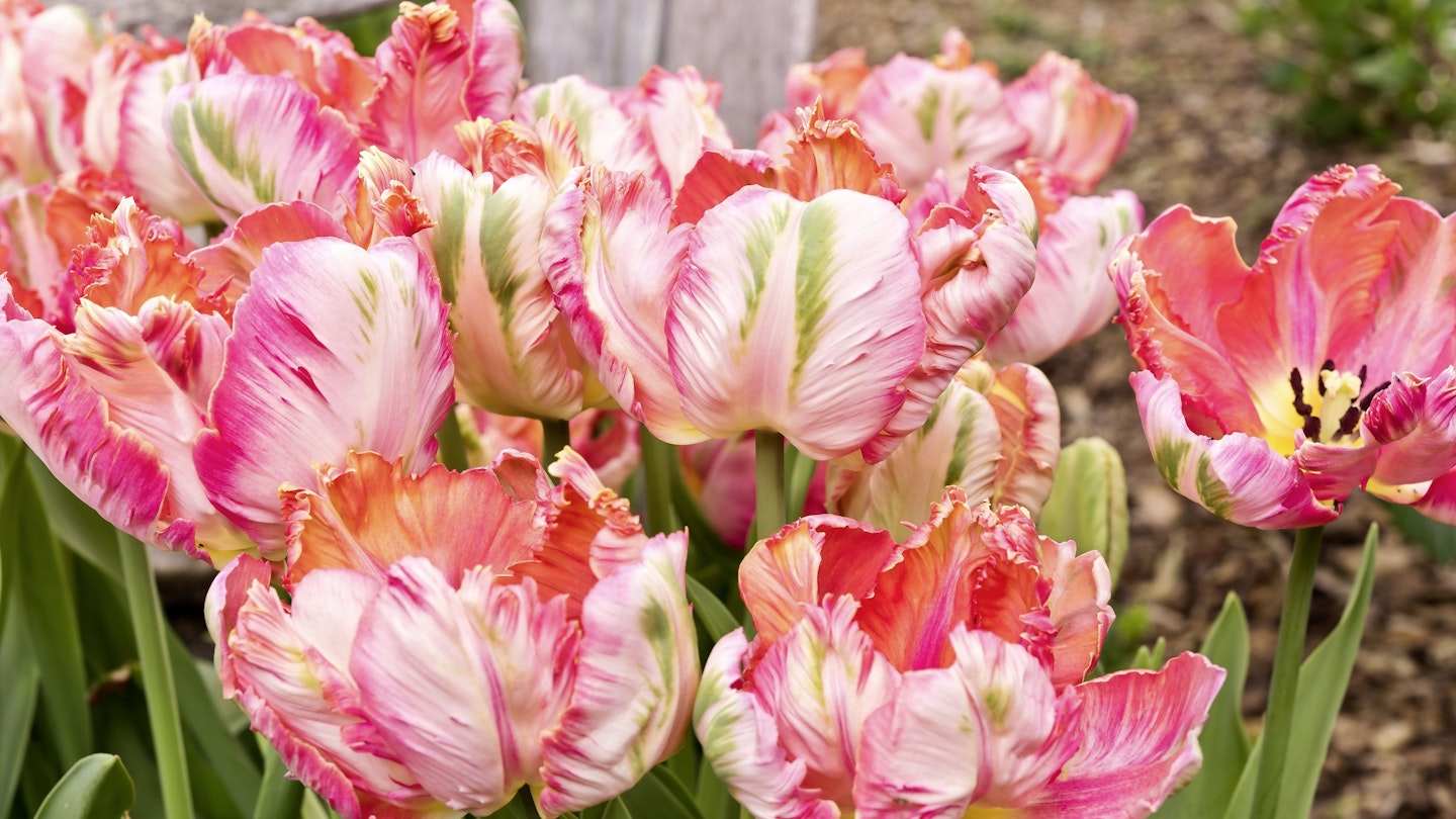 Parrot Tulips Add Some Garden Flamboyance 