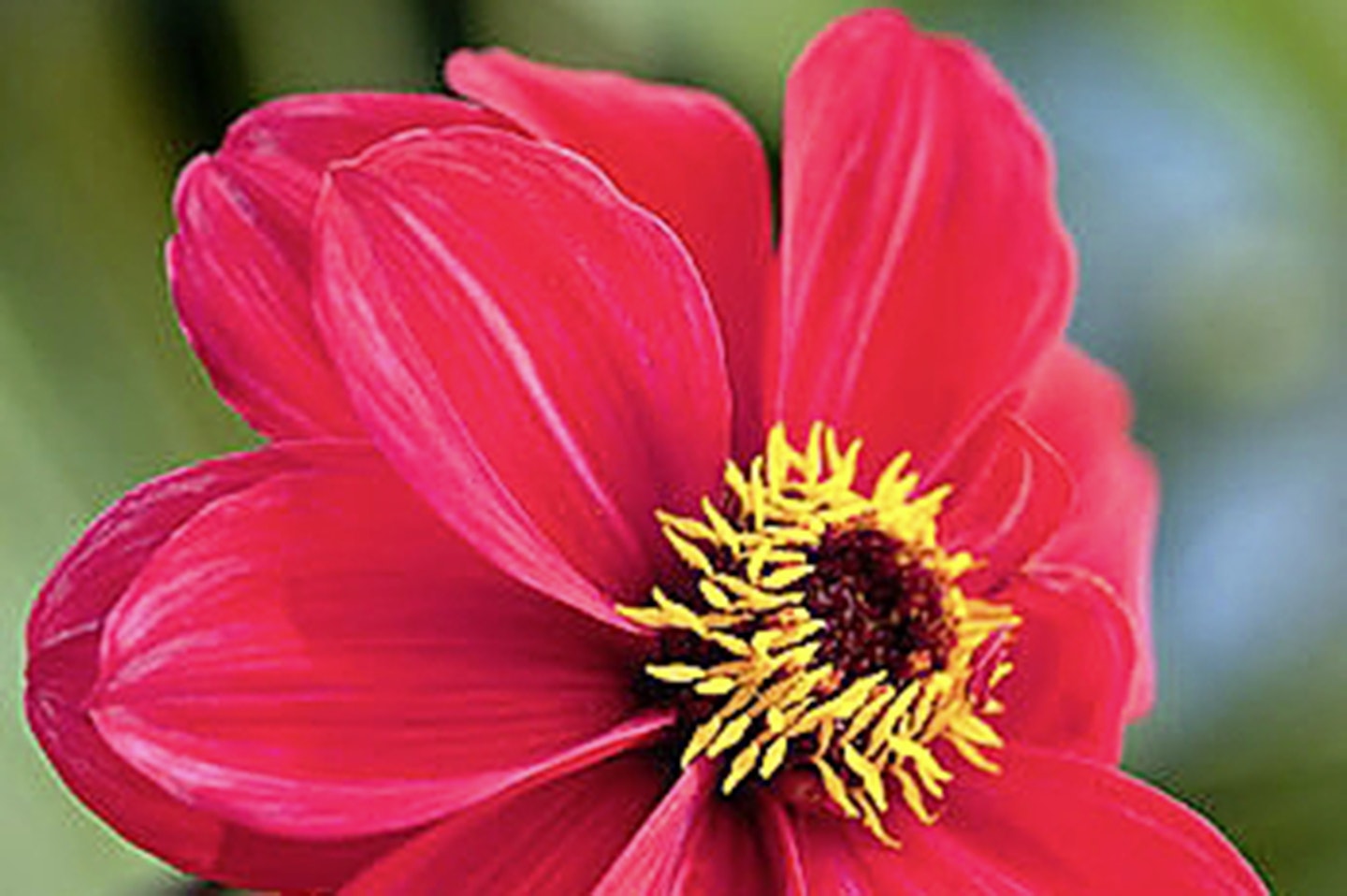 Dahlia - Bishop of Llandaff, one of the most sought-after varieties