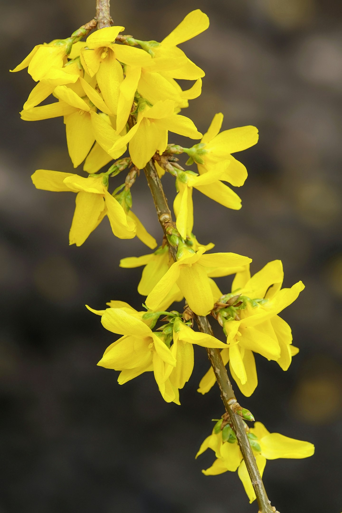 Forsythia Lynwood Gold, flowers
