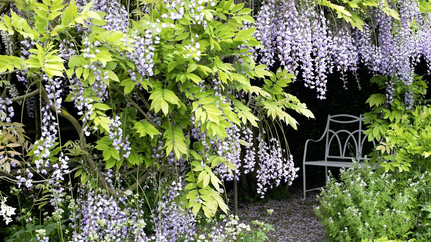 Don't be daunted by wisteria