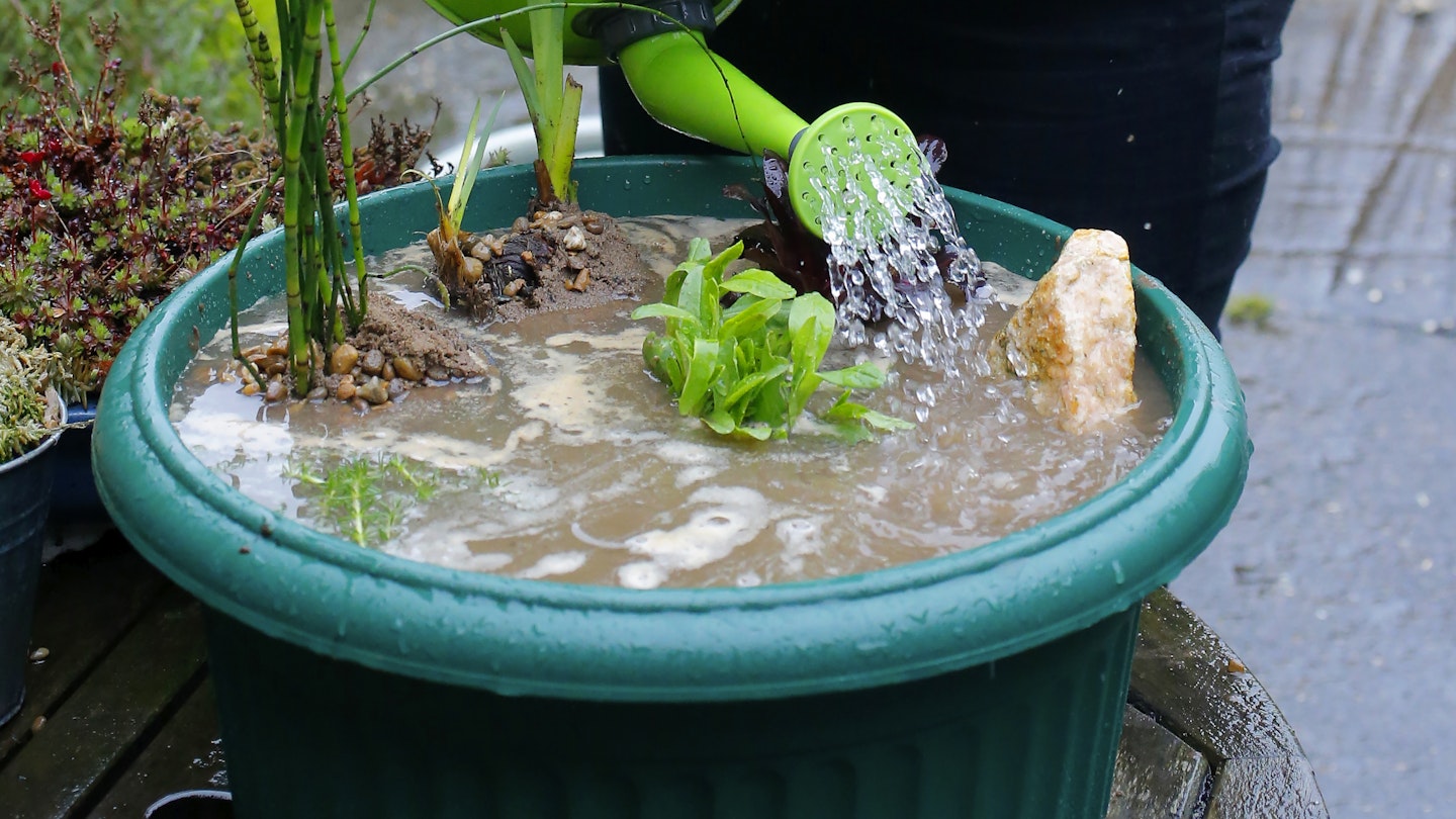 Making your own container pond can encourage new wildlife to your garden