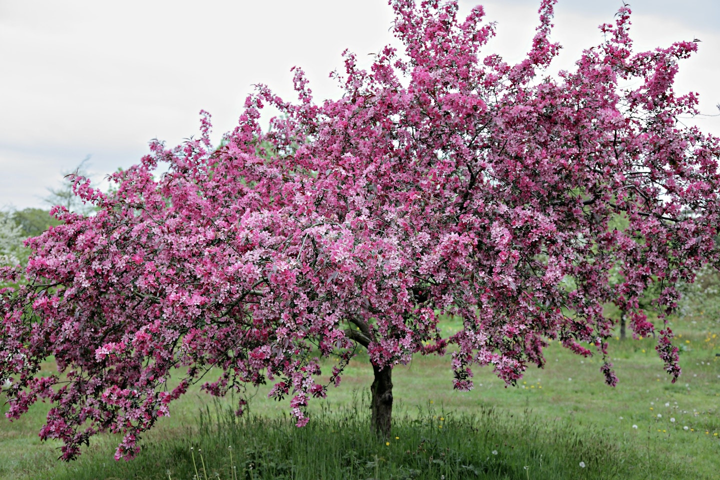 The ornamental crab apple tree is overlooked, yet offers many benefits