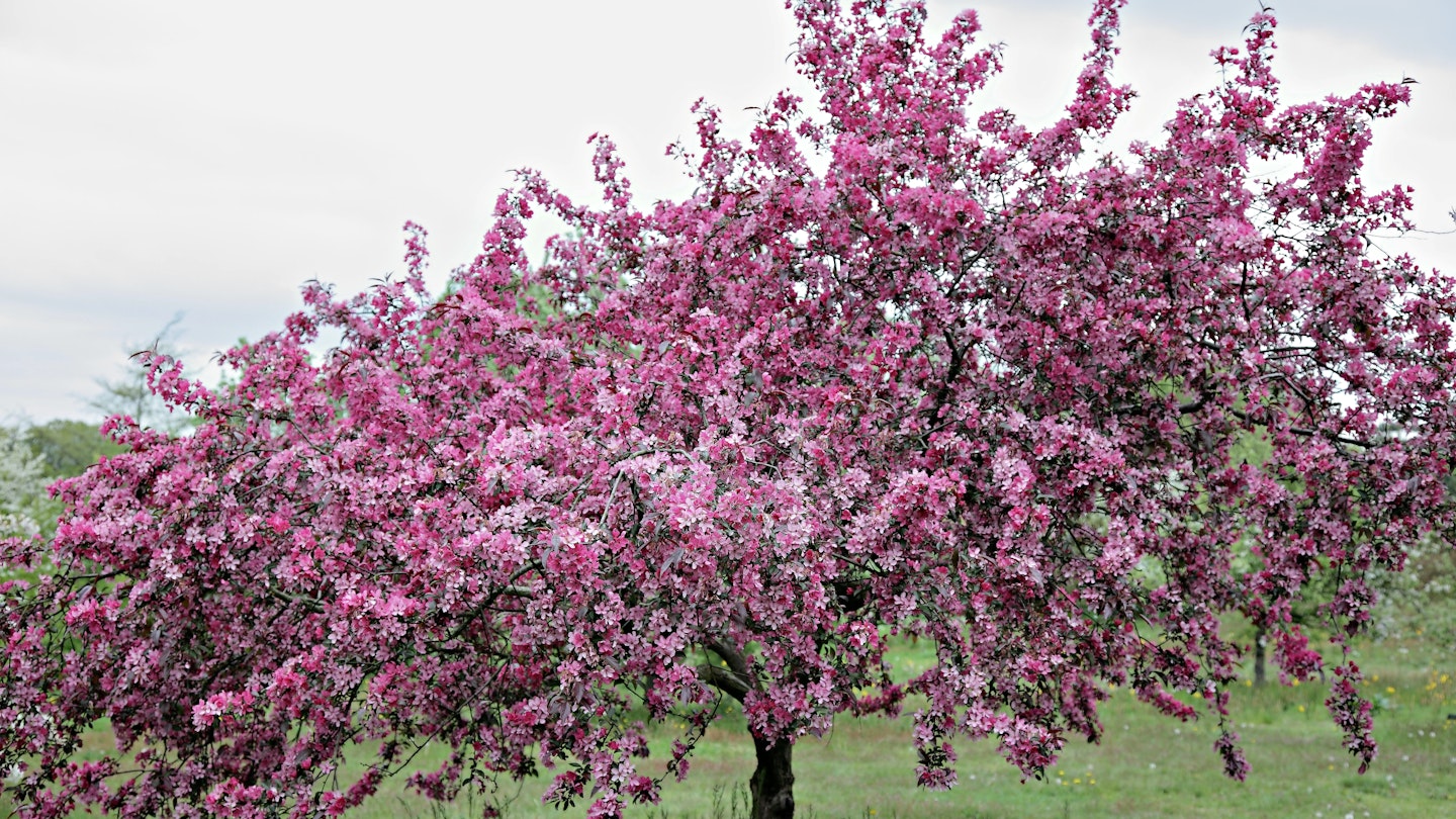 The ornamental crab apple tree is overlooked, yet offers many benefits