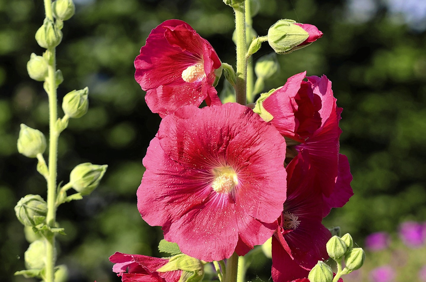 Alcea rosea (Hollyhock) - World of Flowering Plants
