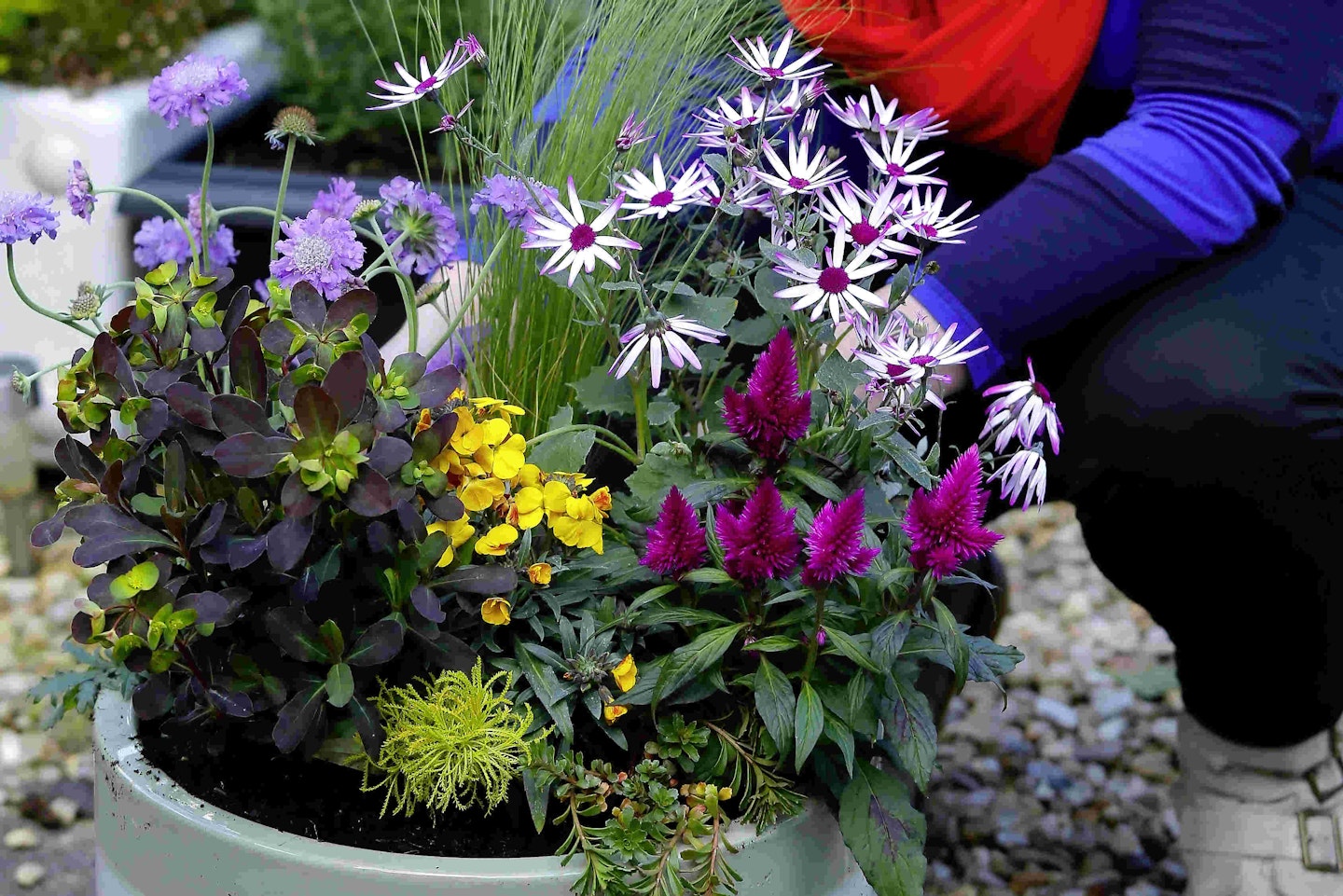 Plant an unusual patio pot