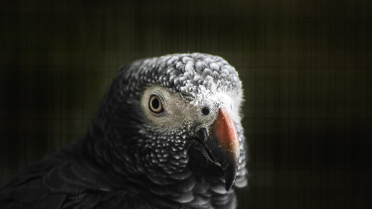 An African Grey Parrot - not Chanel