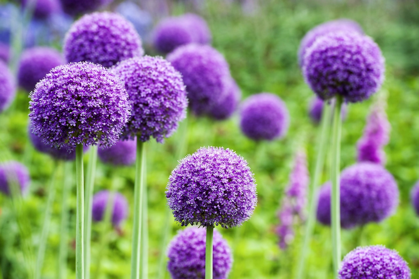 Alliums Are An Early Summer Staple 