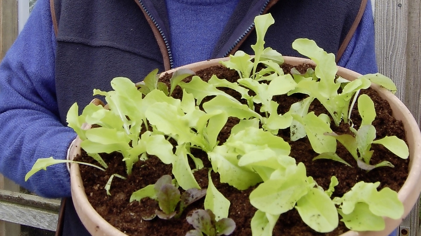 How To...Plant A Summer Salad Bowl