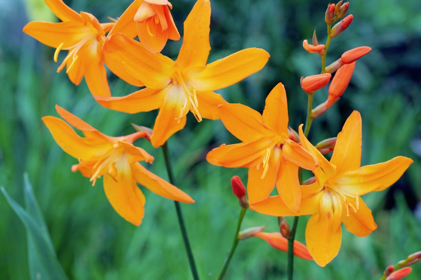 Crocosmia 