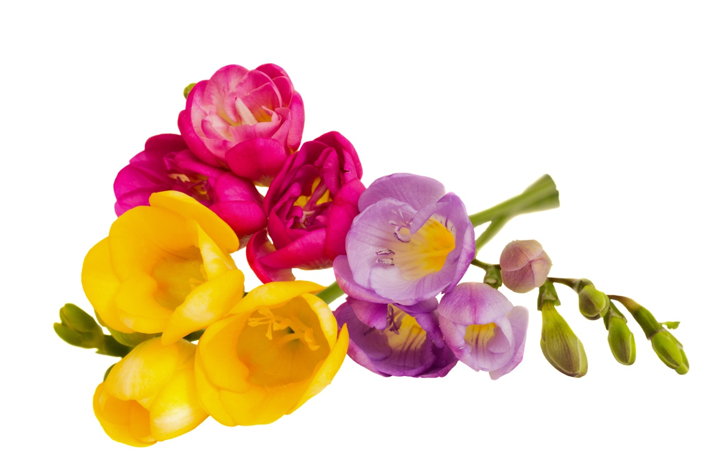 Freesia