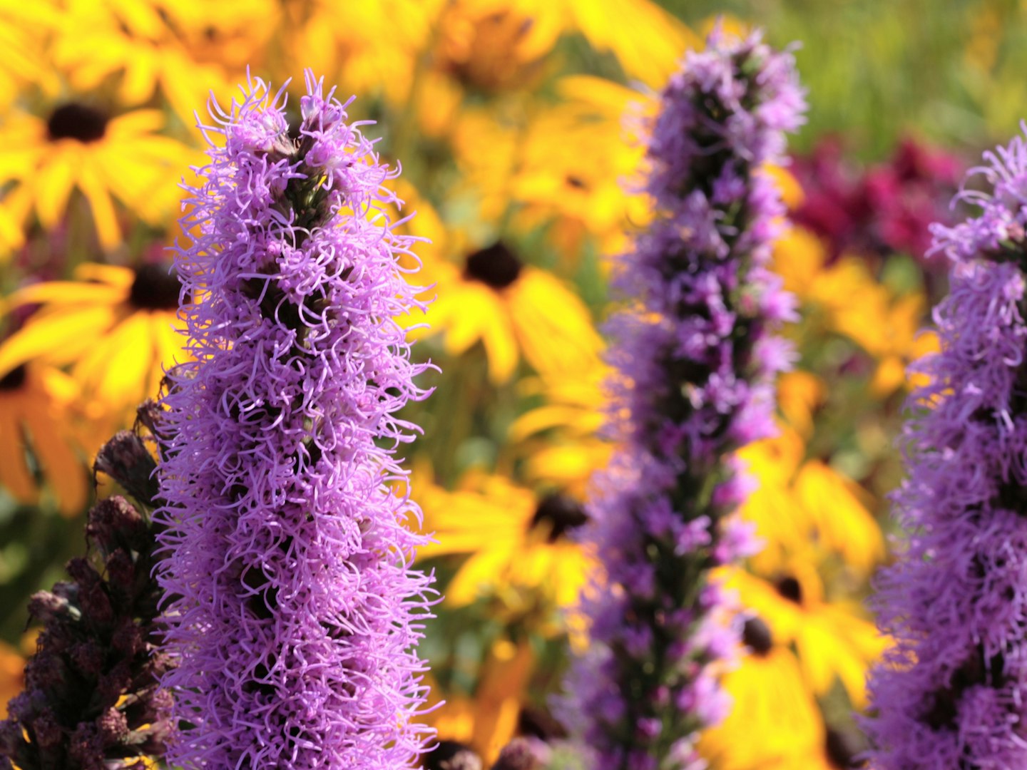 Liatris