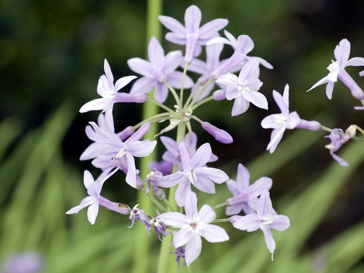 Tulbaghia