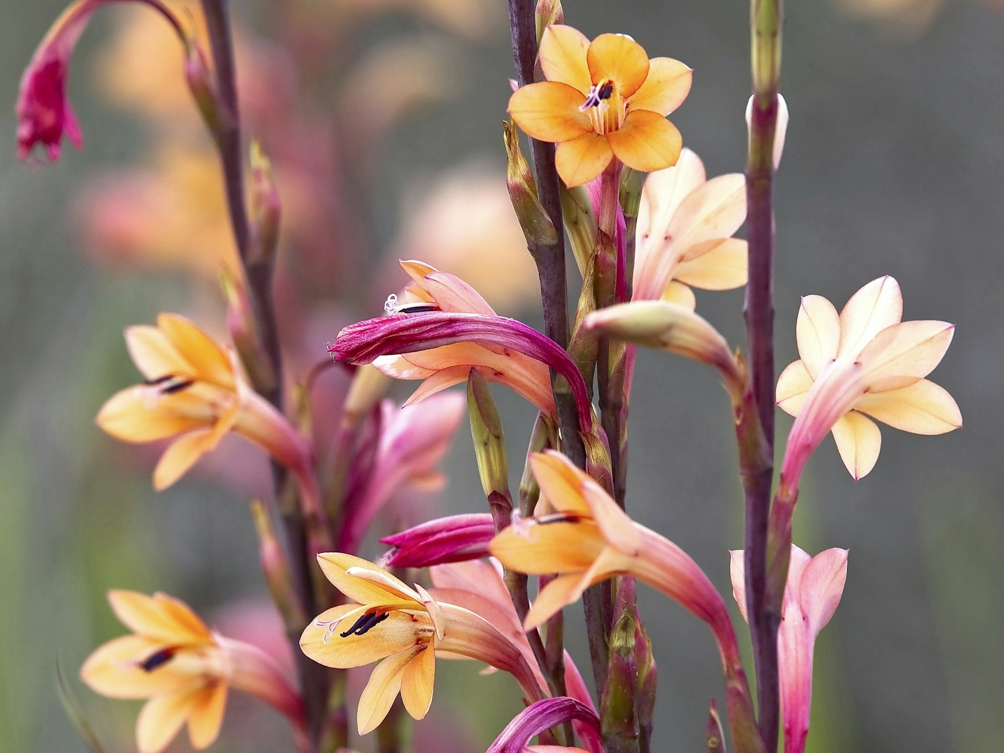 Watsonia