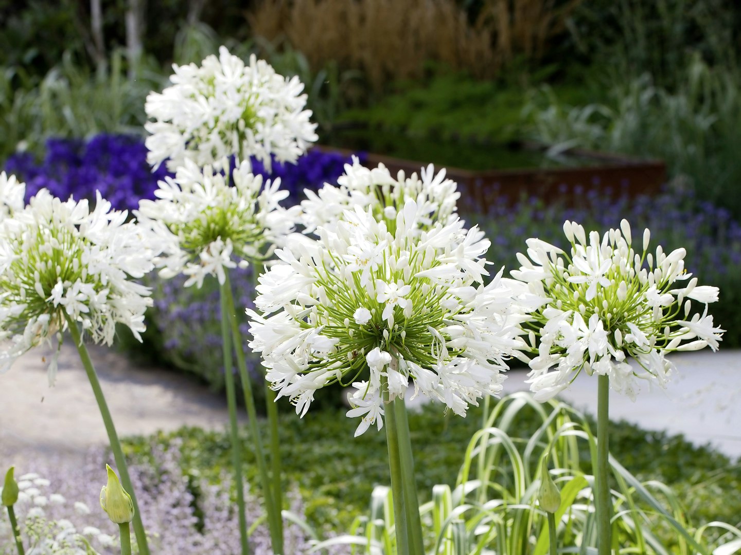 Agapanthus