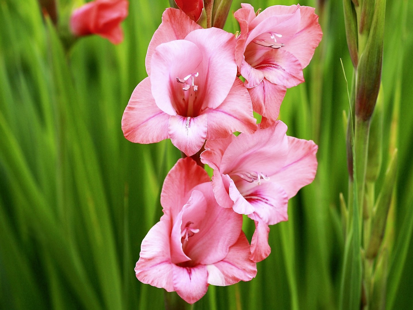 Gladioli