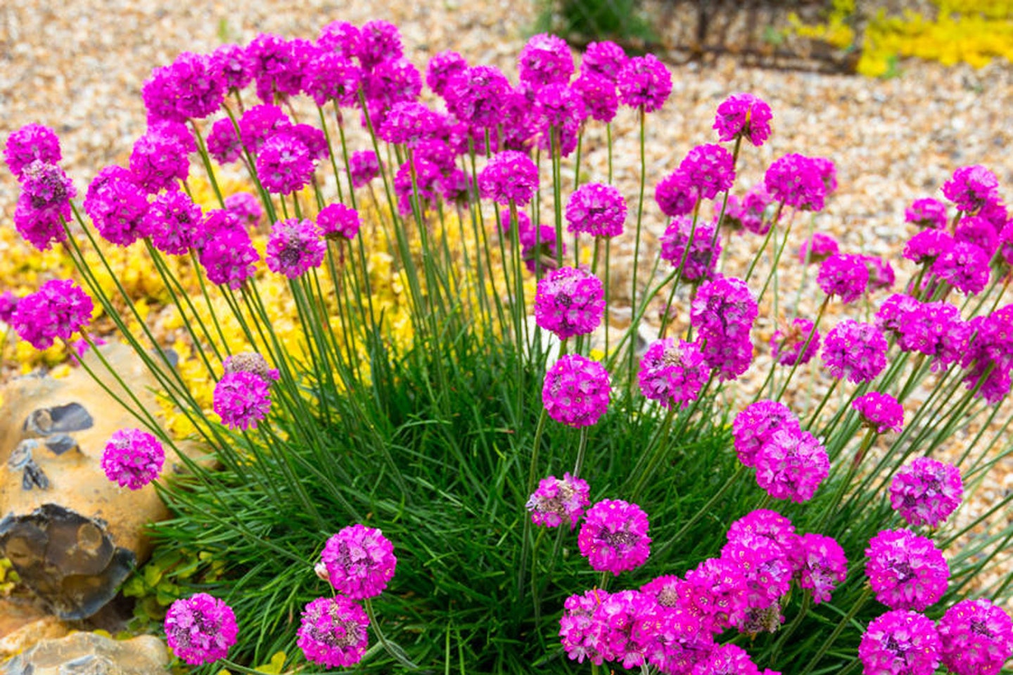 Remember, you can brighten up dull spots in gravel