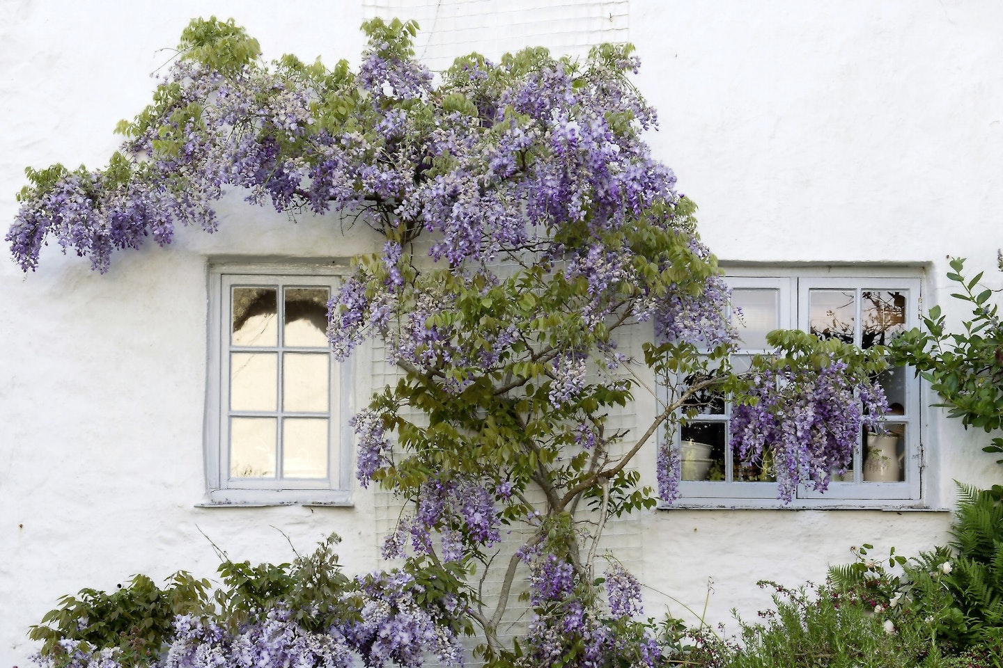 Wysteria can be used to hide a plain or ugly wall