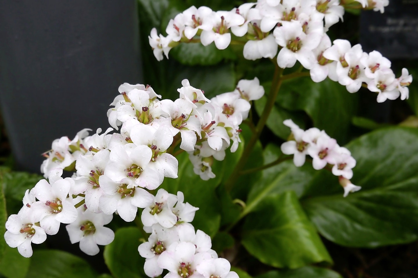 Bergenia for shady spots