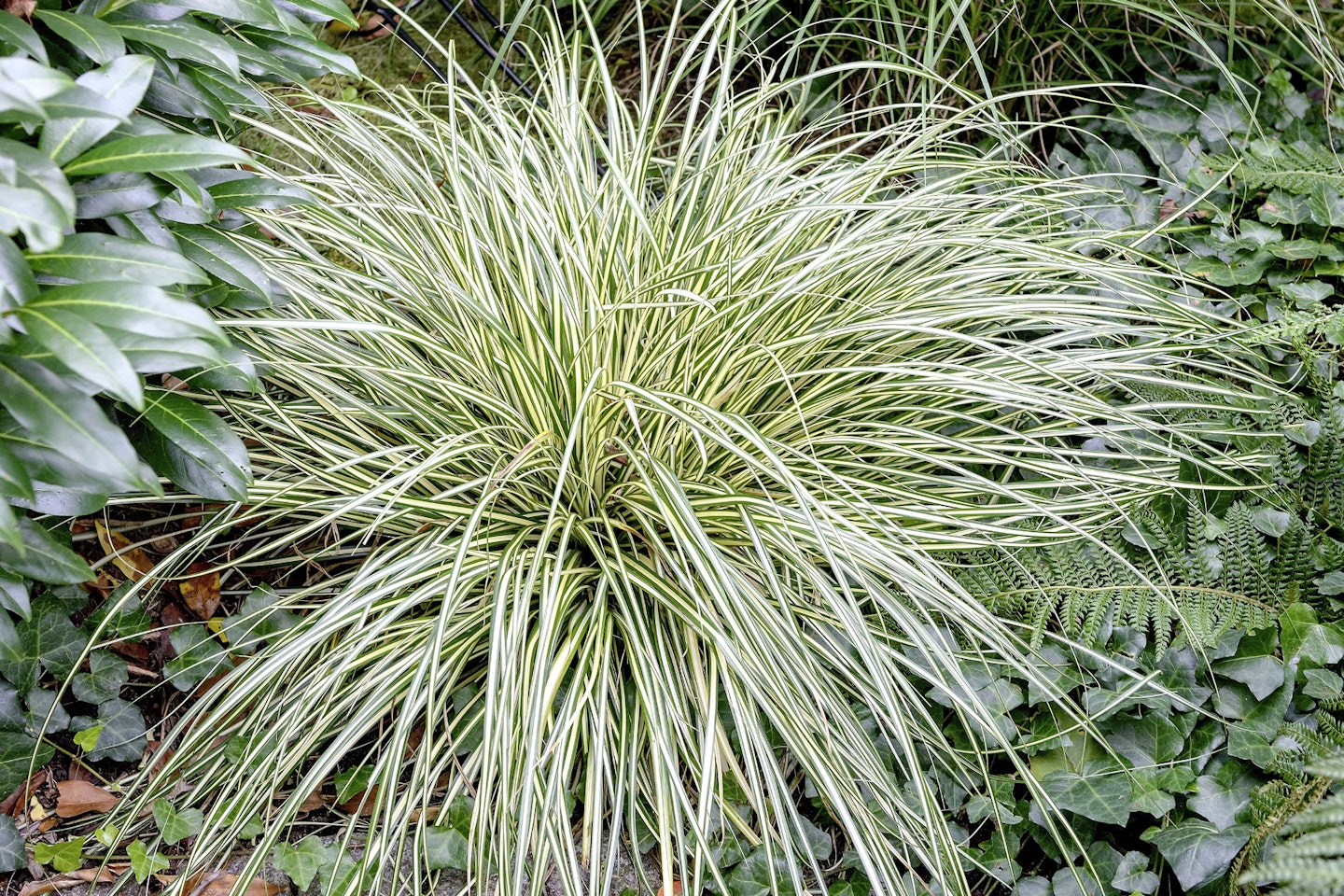 Carex for shady spots