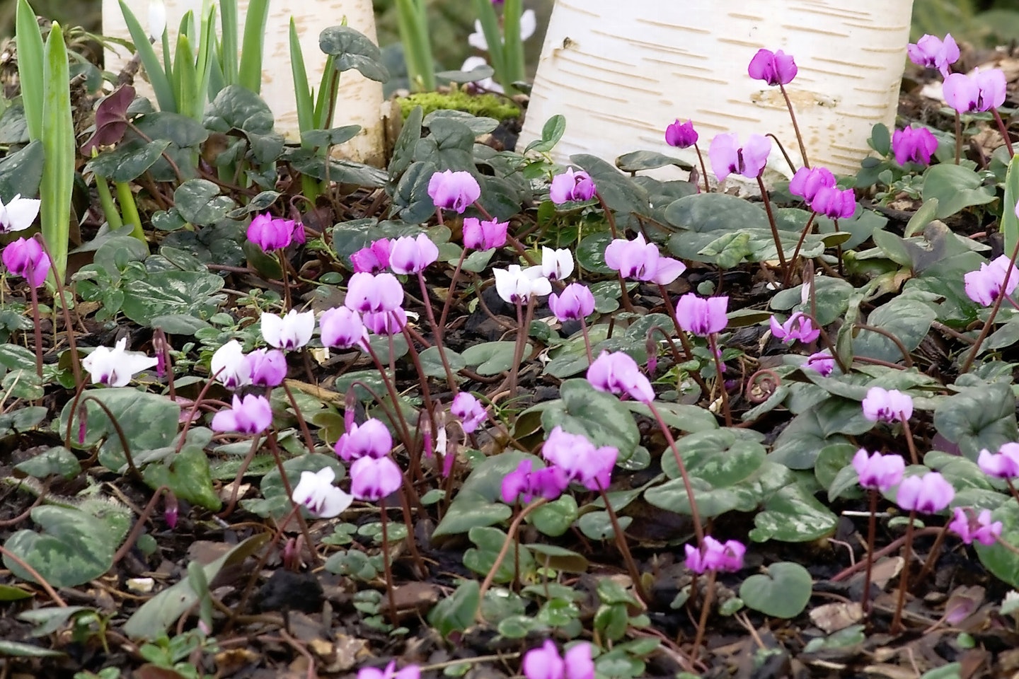 Cyclamen for shady spots
