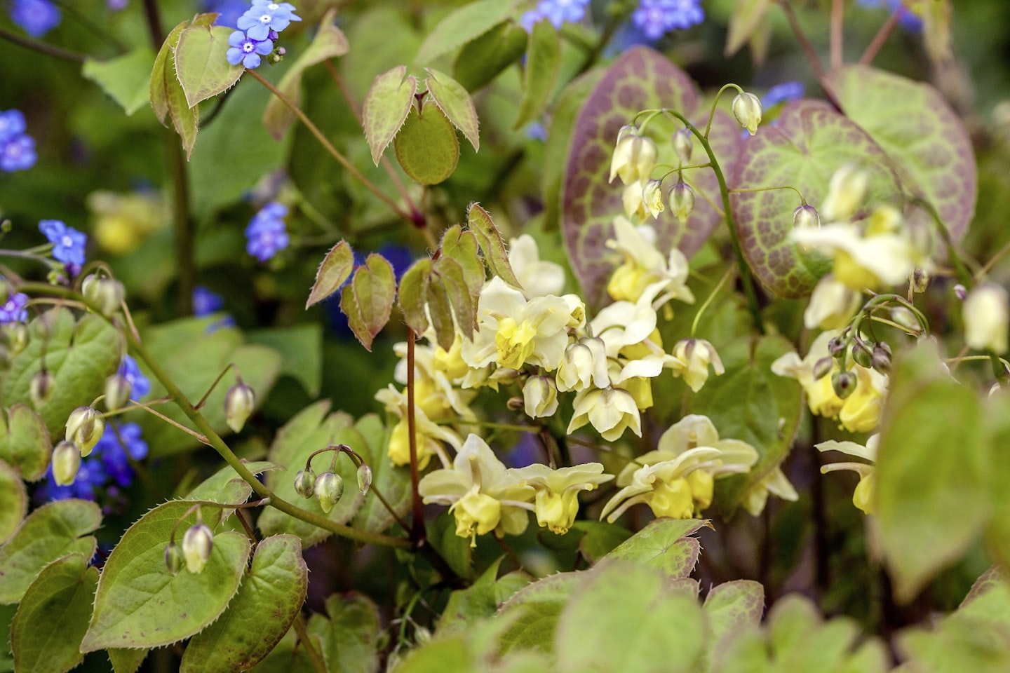 Epimedium for shady spots