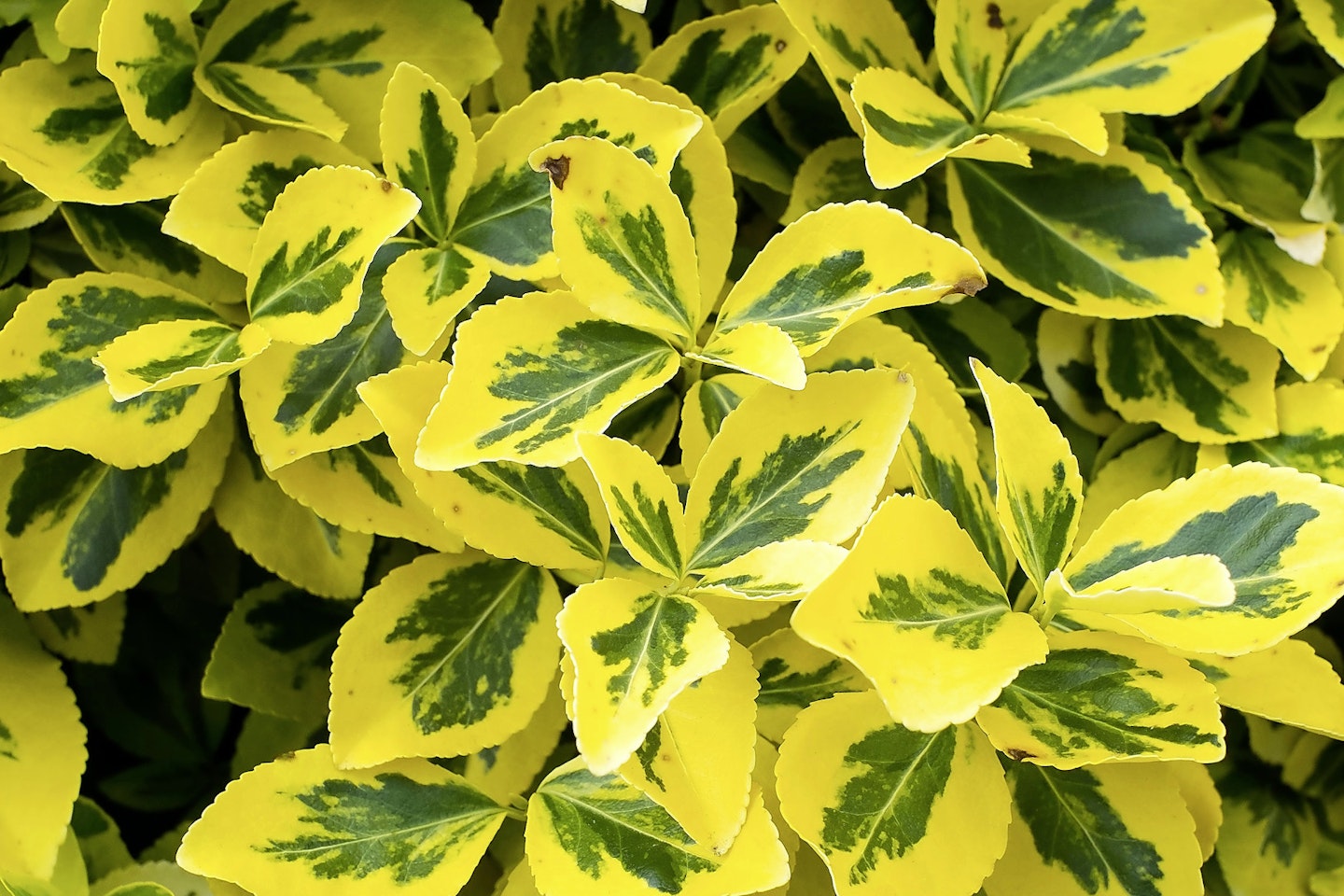 Euonymous for shady spots