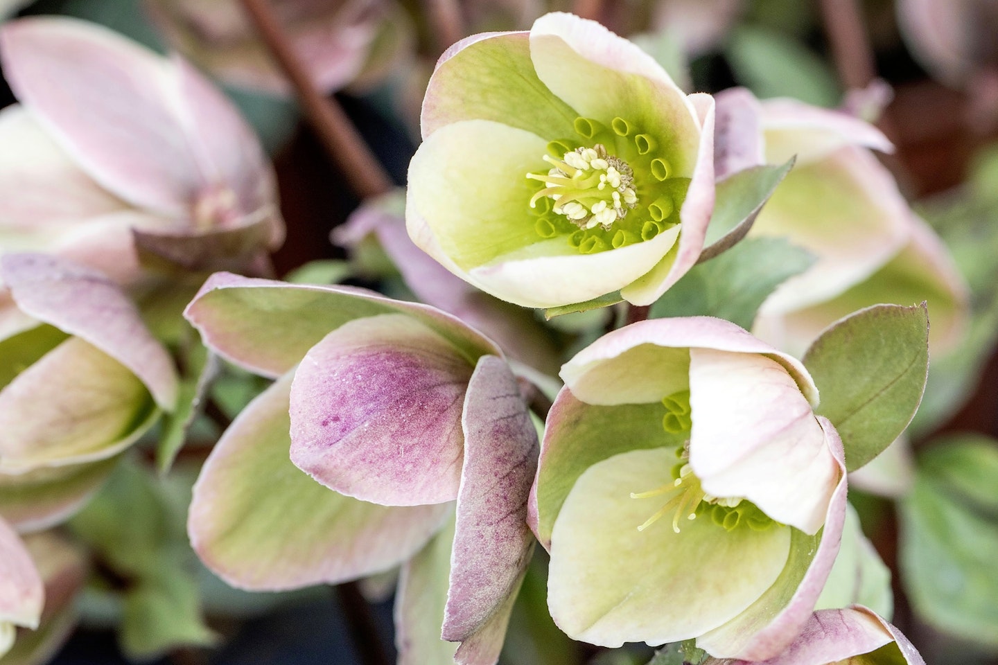 Hellebores for shady spots