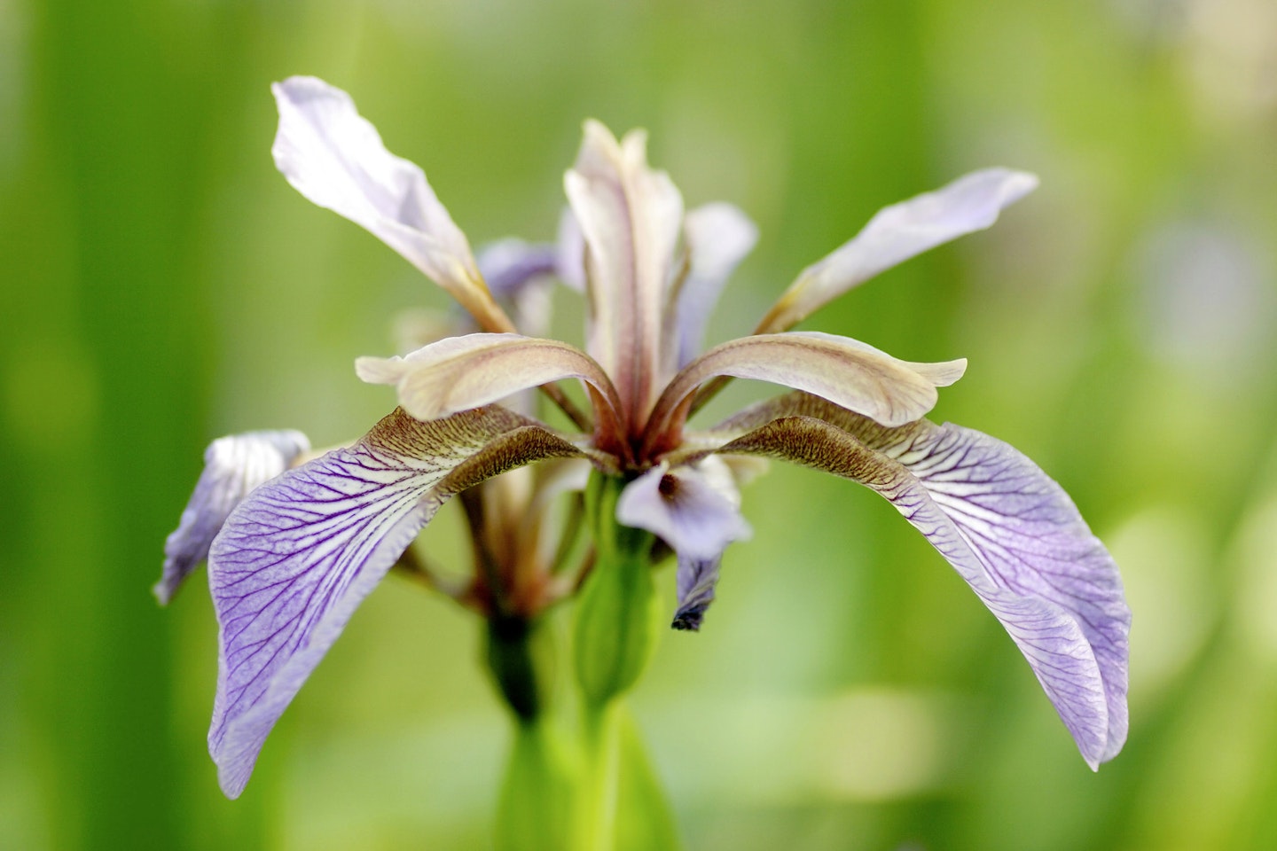 Iris for shady spots