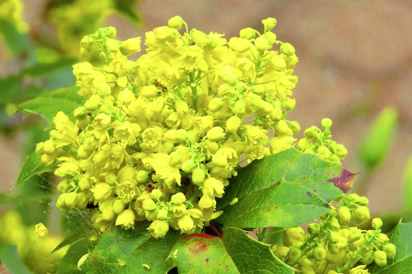 Mahonia for shady spots