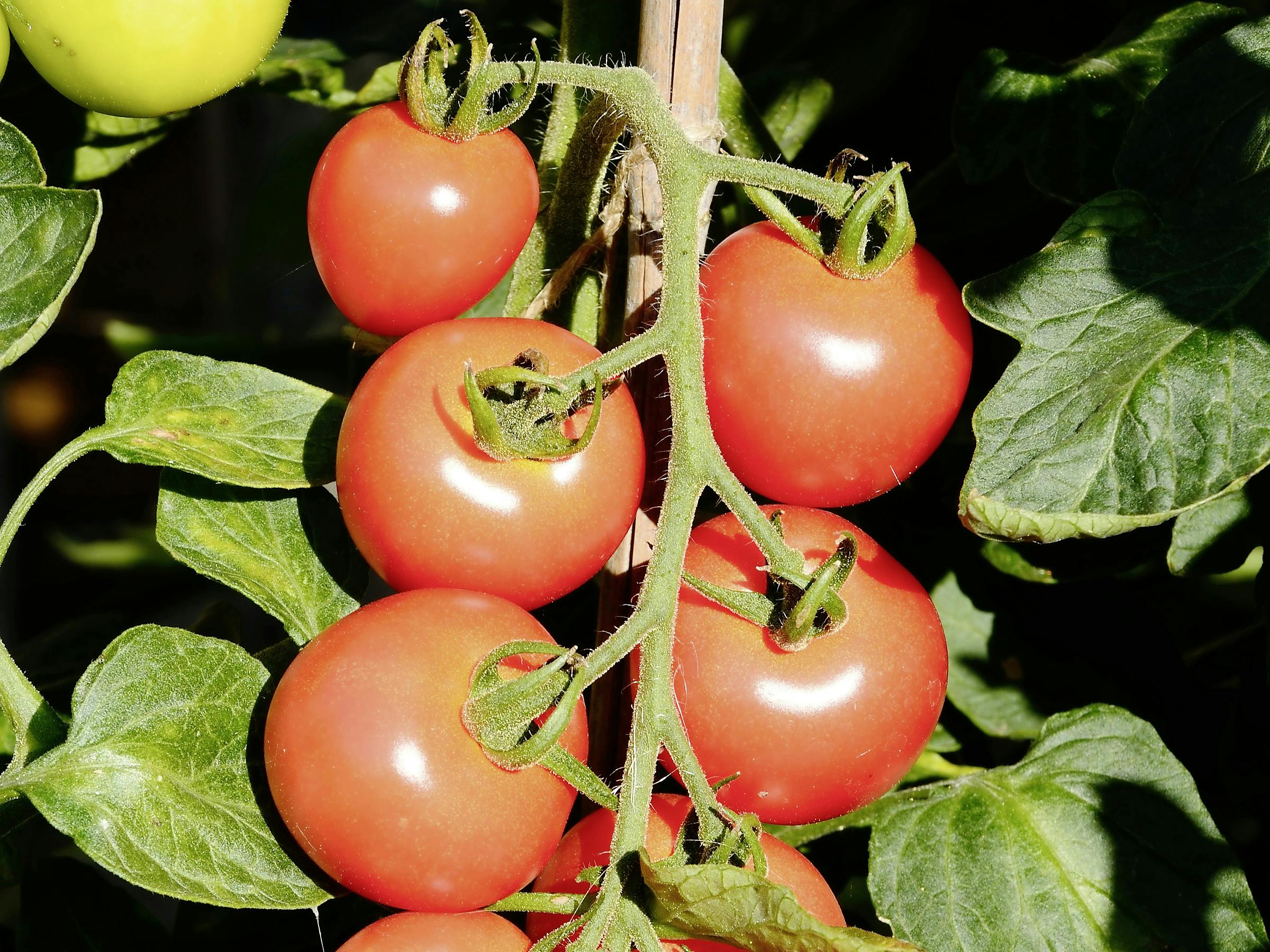 How To…Grow Tasty Tomatoes channel_name
