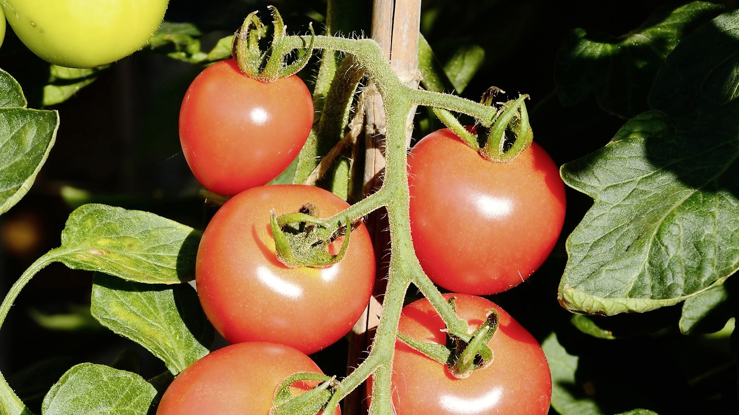 How To...Grow Tasty Tomatoes