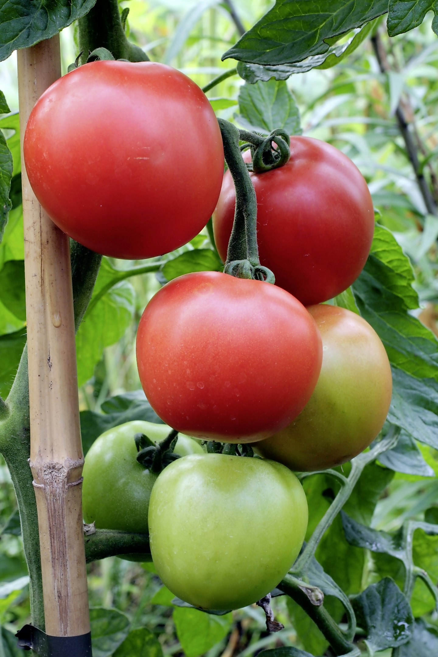 Cristal tomato